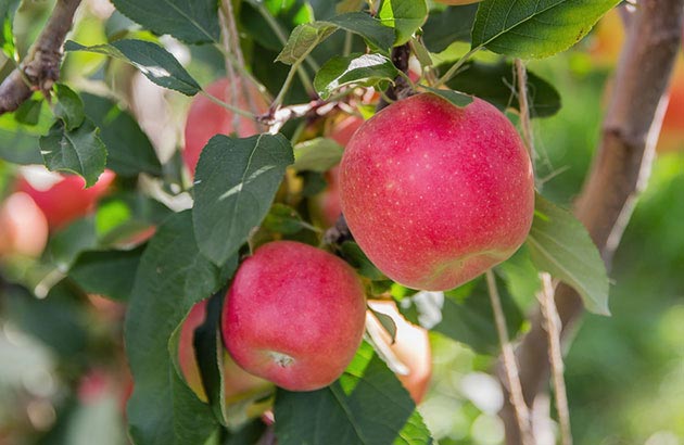 na_apples_main
